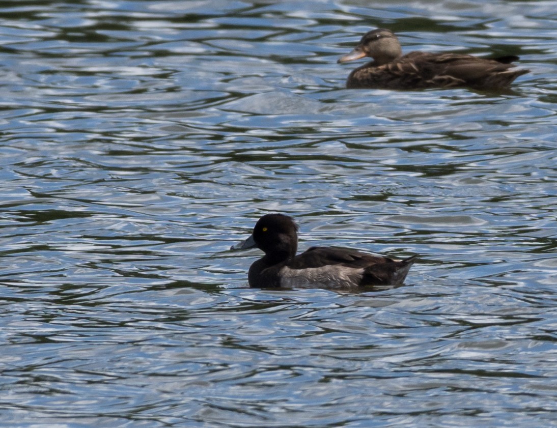 Tufted Duck - Matt Watson