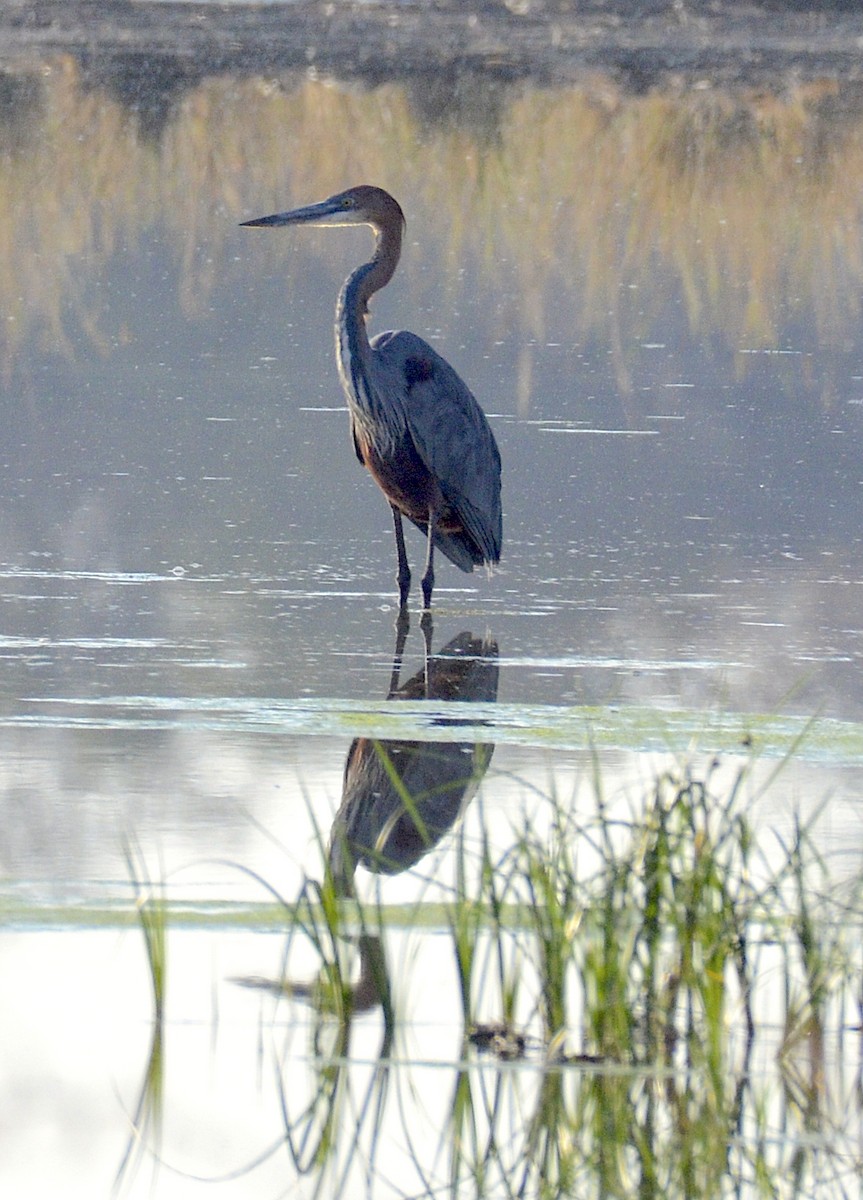 Garza Goliat - ML171875871