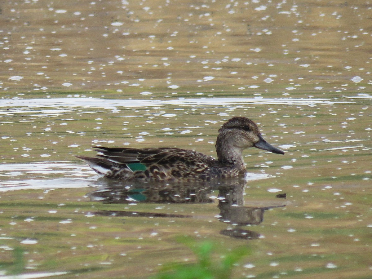 Green-winged Teal - ML171875961