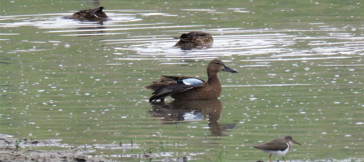 Blue-winged Teal - ML171877271
