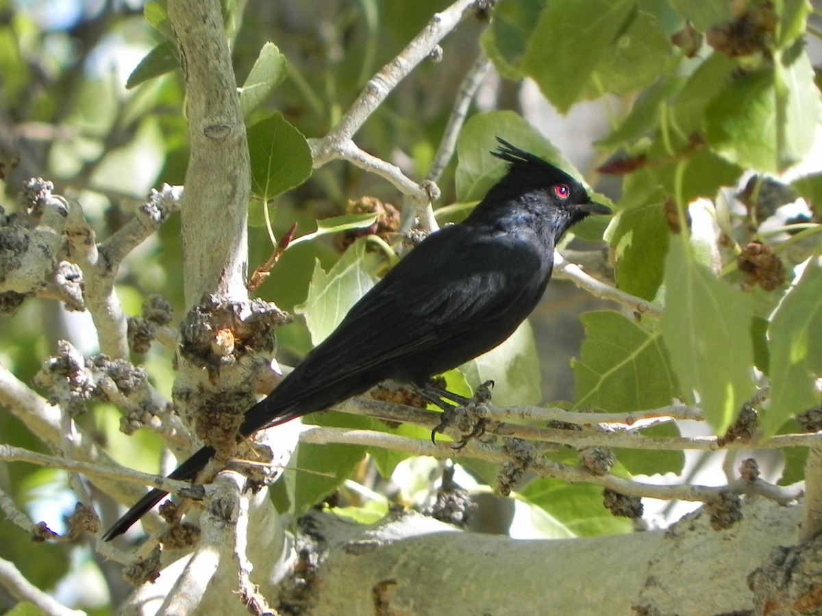 Trauerseidenschnäpper - ML171877601