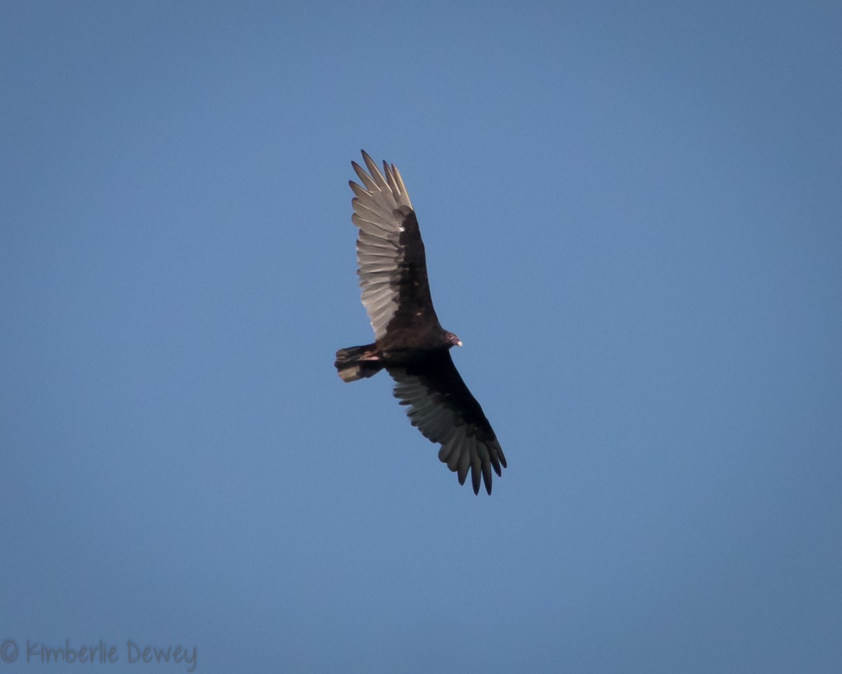 Turkey Vulture - ML171877641