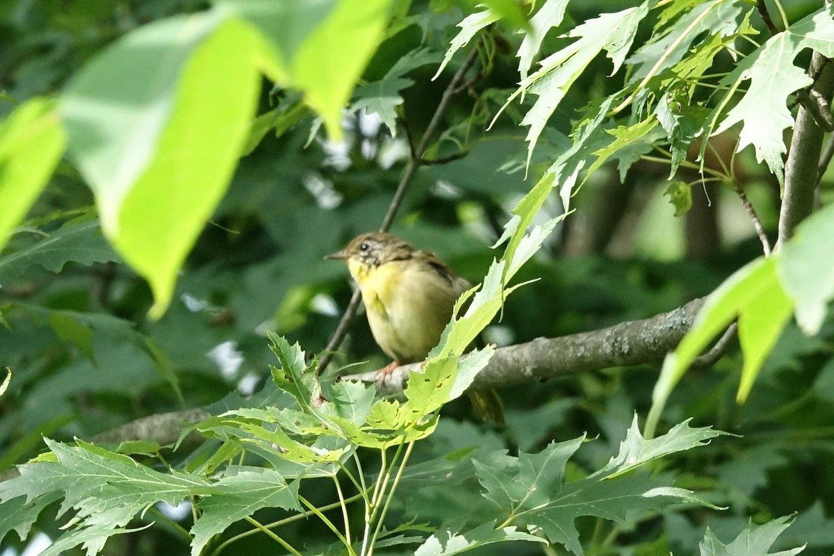 Common Yellowthroat - ML171878231