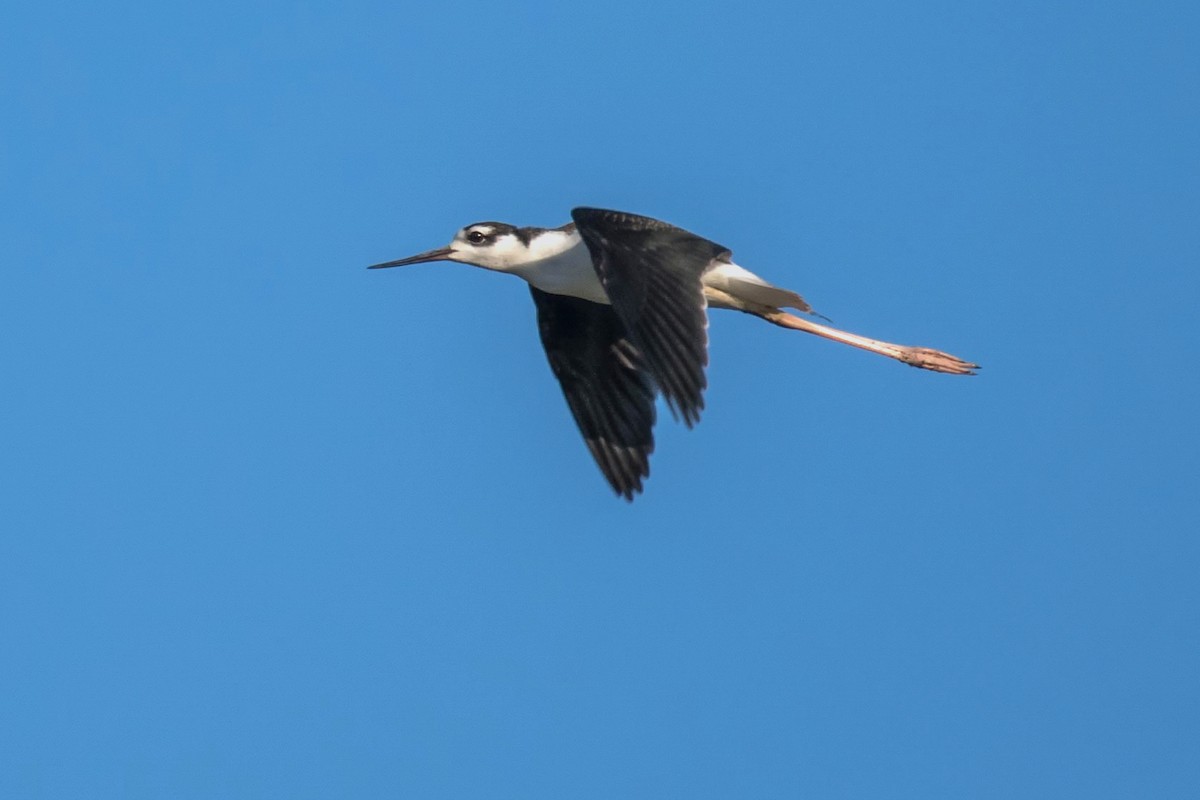 Black-necked Stilt - ML171878391