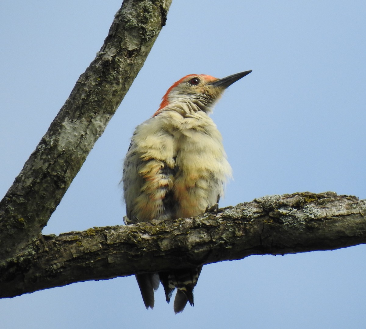Red-bellied Woodpecker - ML171879041