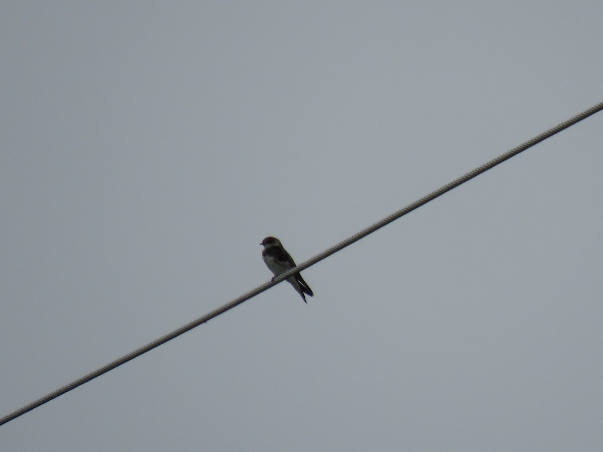 Bank Swallow - ML171882511