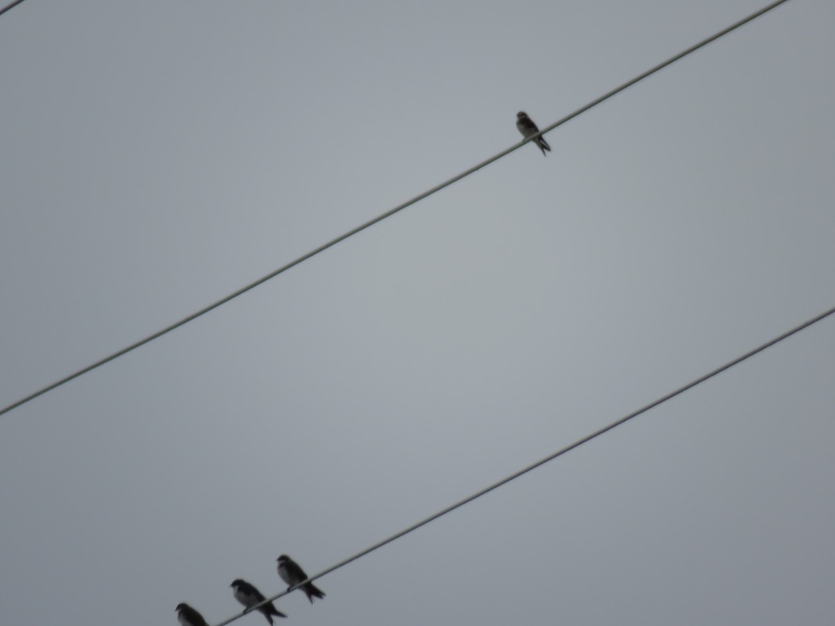 Bank Swallow - ML171882551