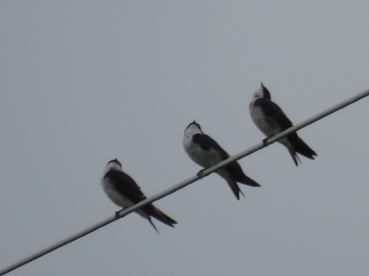 Tree Swallow - ML171882591