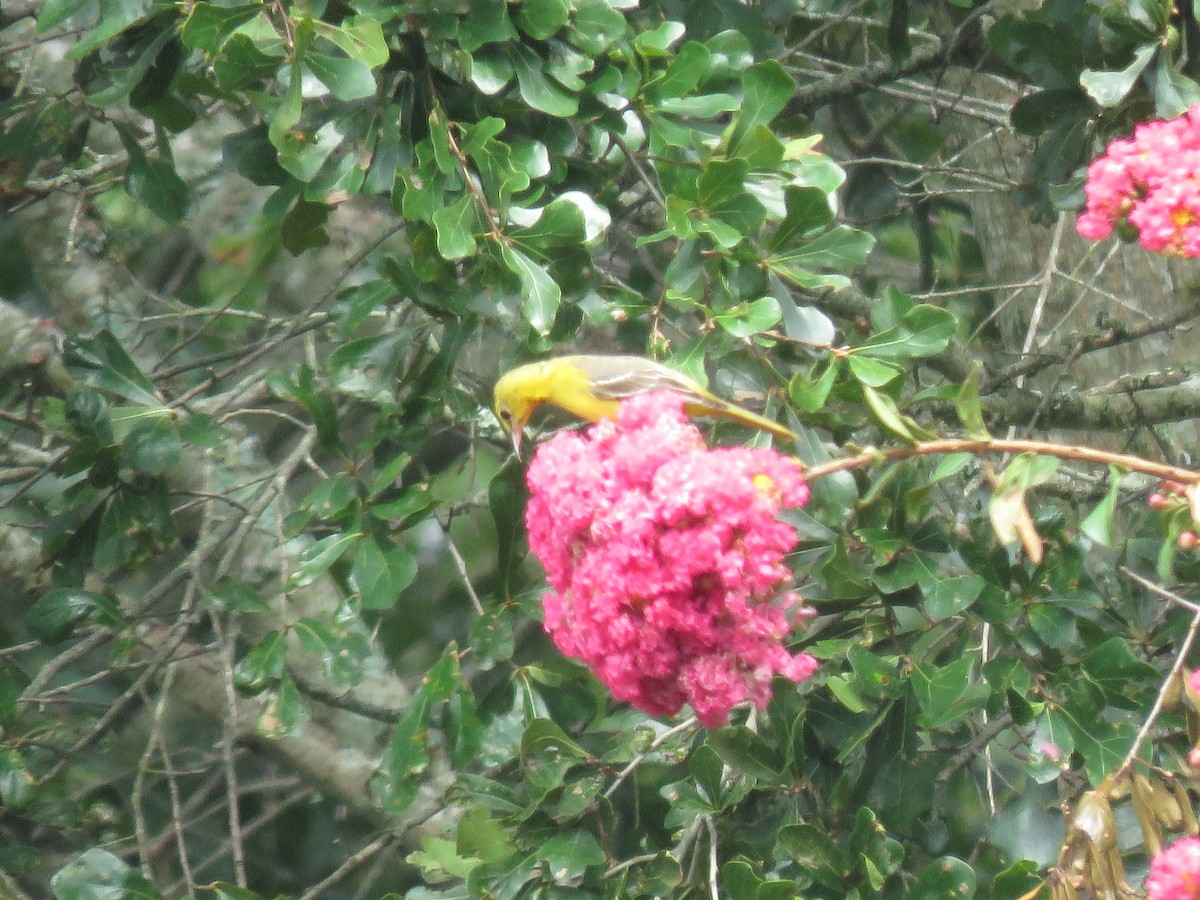 Orchard Oriole - ML171882701