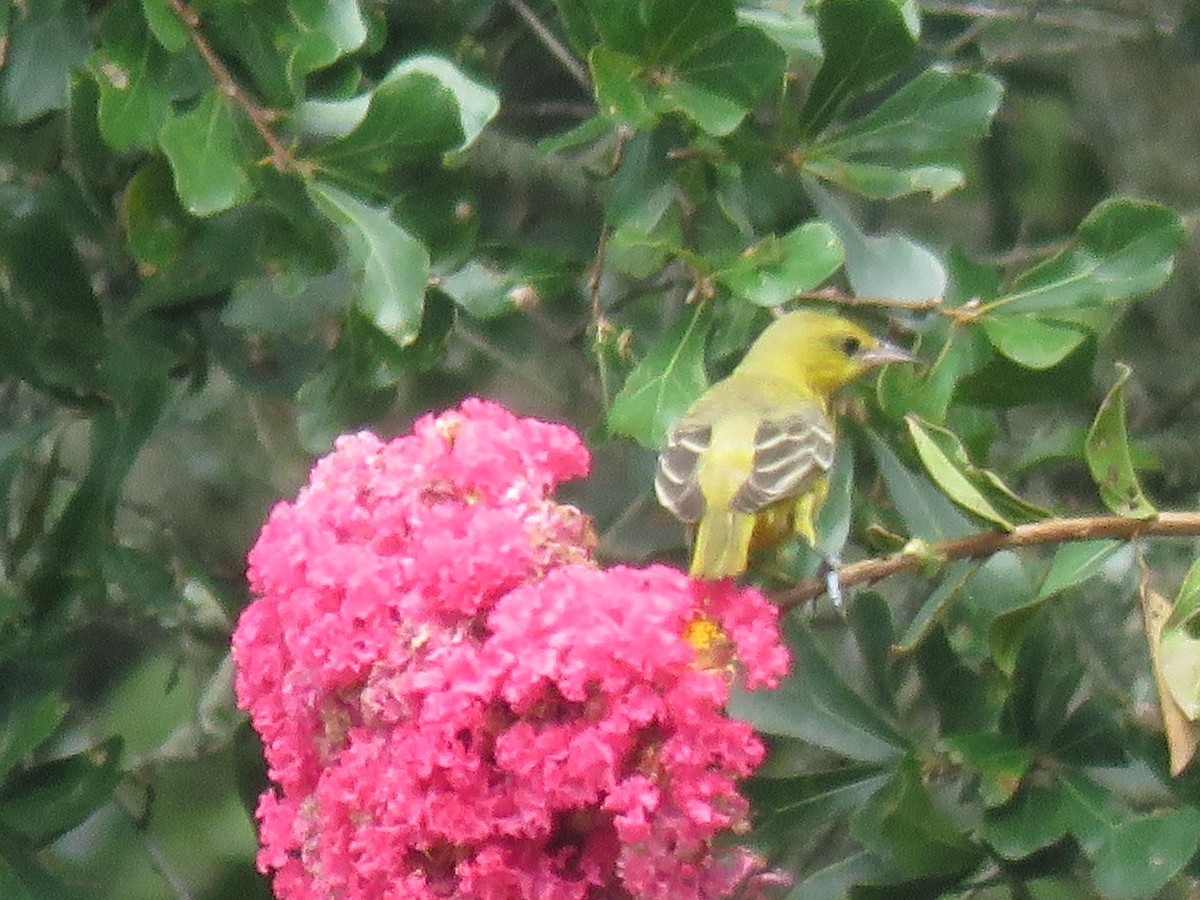 Orchard Oriole - ML171882721
