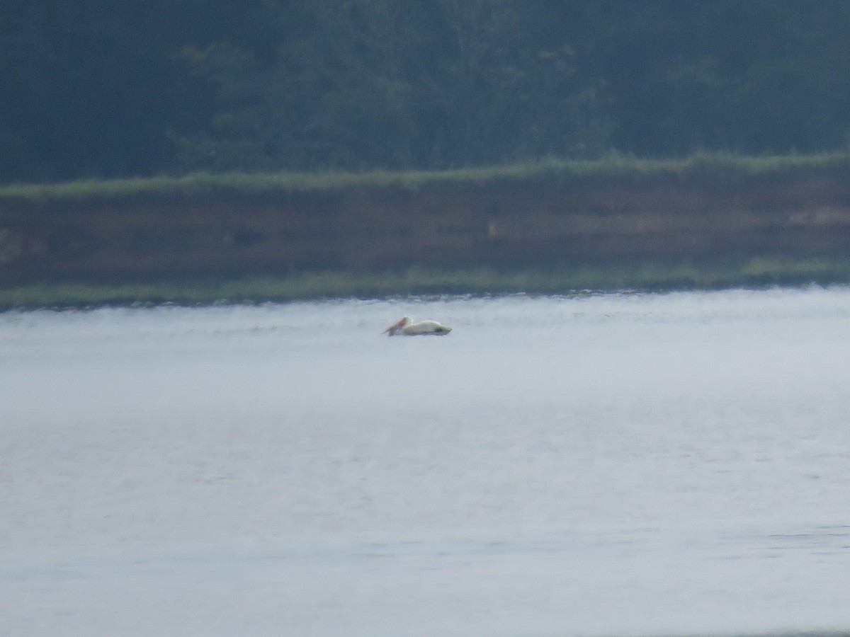 American White Pelican - ML171882761