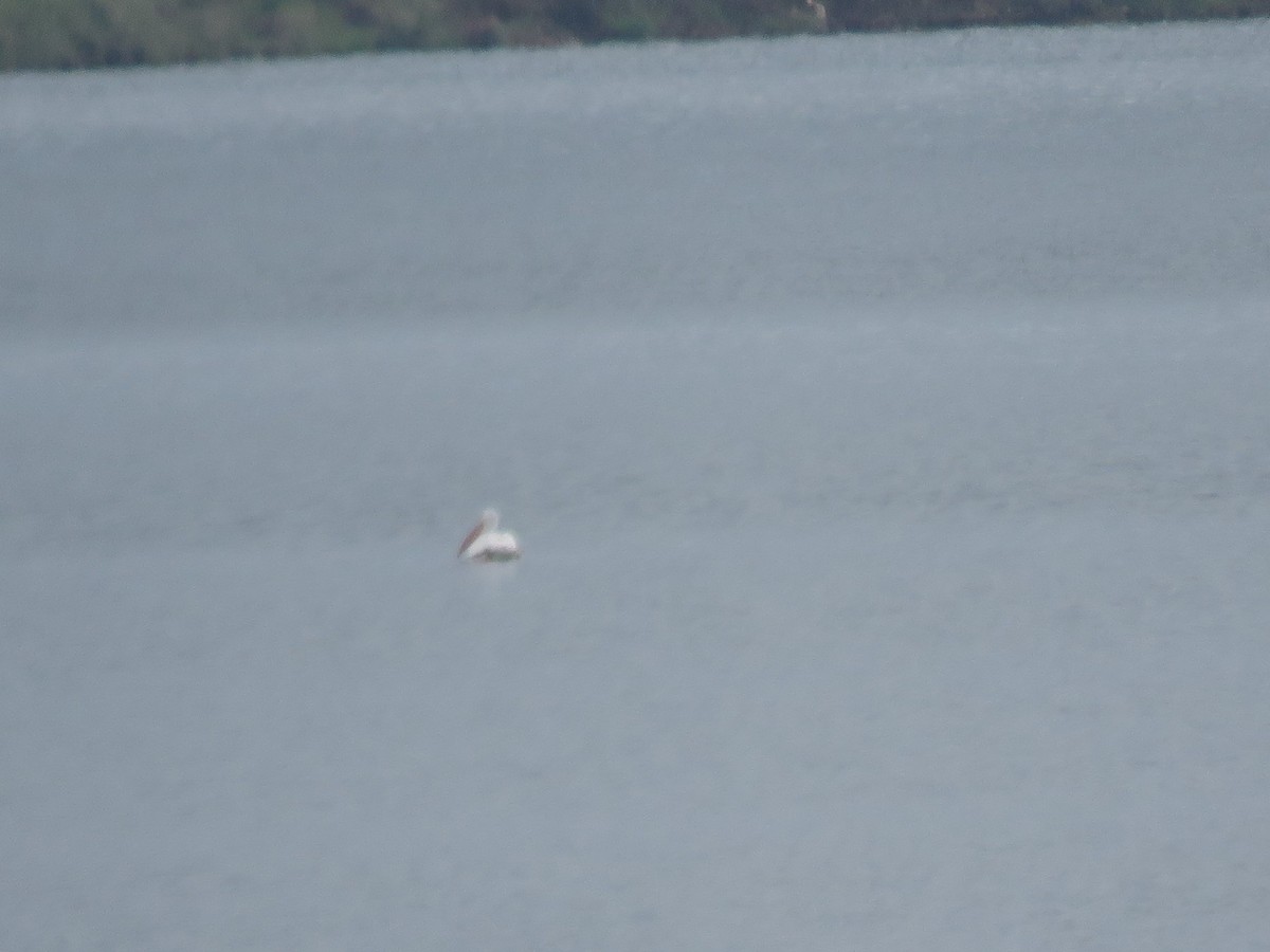American White Pelican - ML171882791