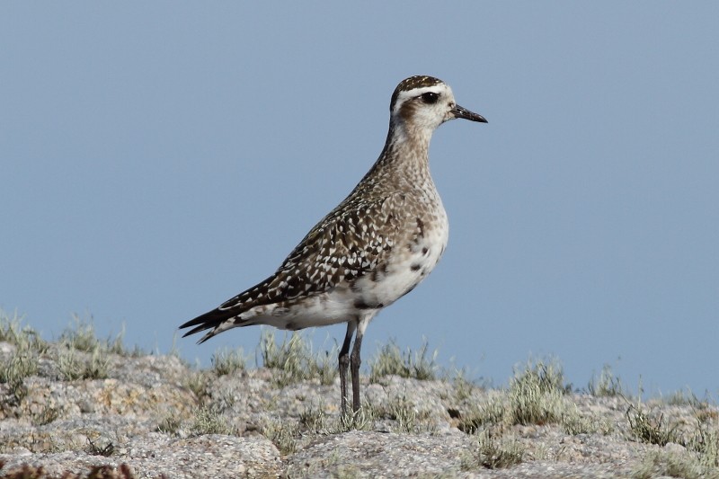 American Golden-Plover - ML171882931