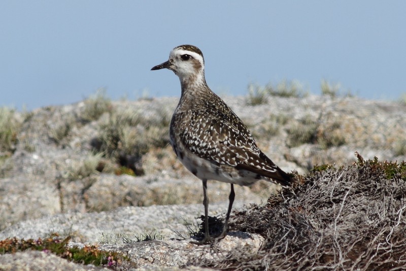 American Golden-Plover - ML171882951