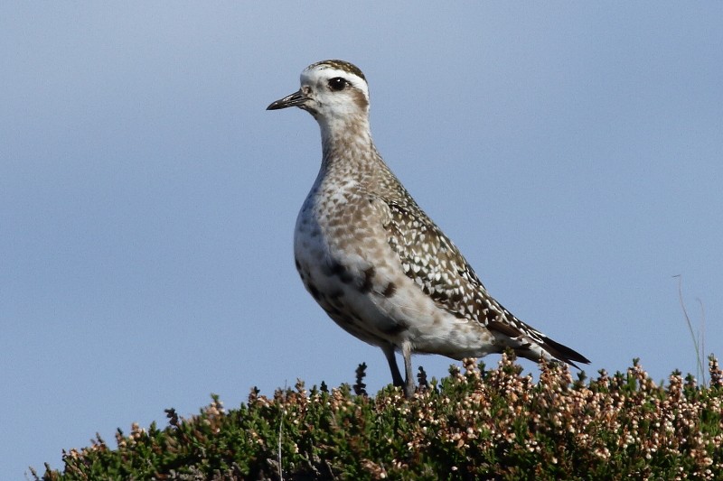 American Golden-Plover - ML171882971