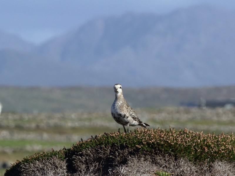 American Golden-Plover - ML171882981