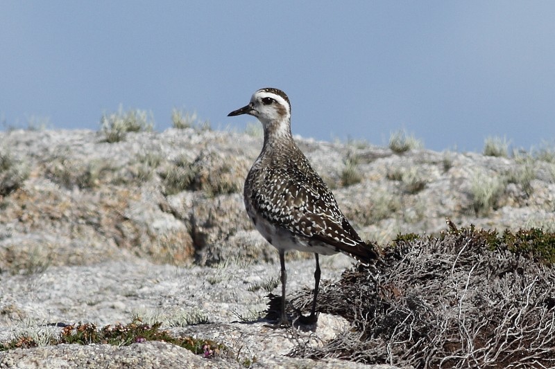 American Golden-Plover - ML171882991