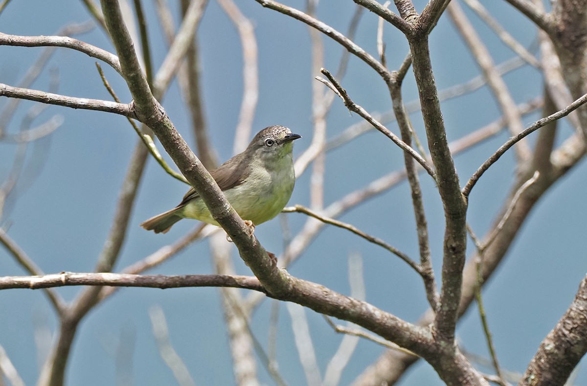 Pygmy Heleia - Sam Woods/Tropical Birding Tours