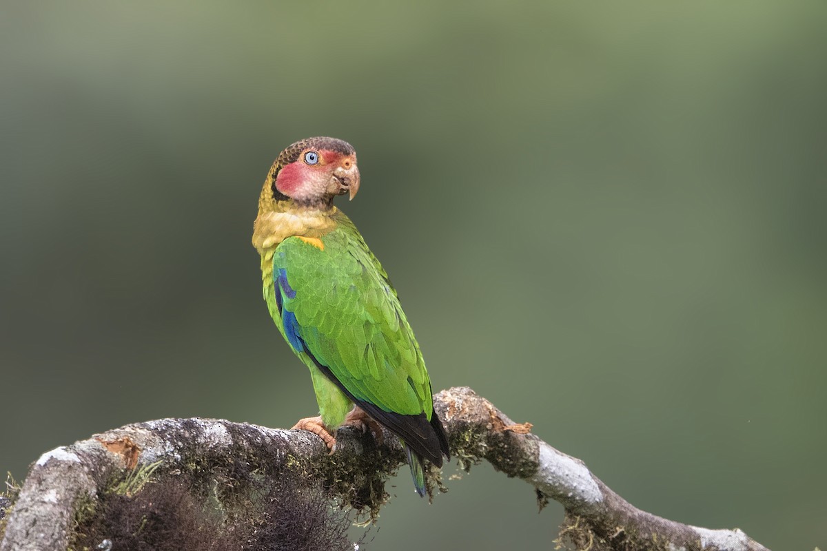 Rose-faced Parrot - Bradley Hacker 🦜