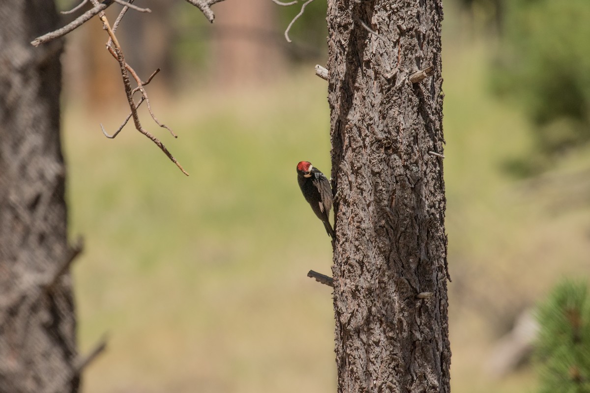 Acorn Woodpecker (Acorn) - Fran Morel