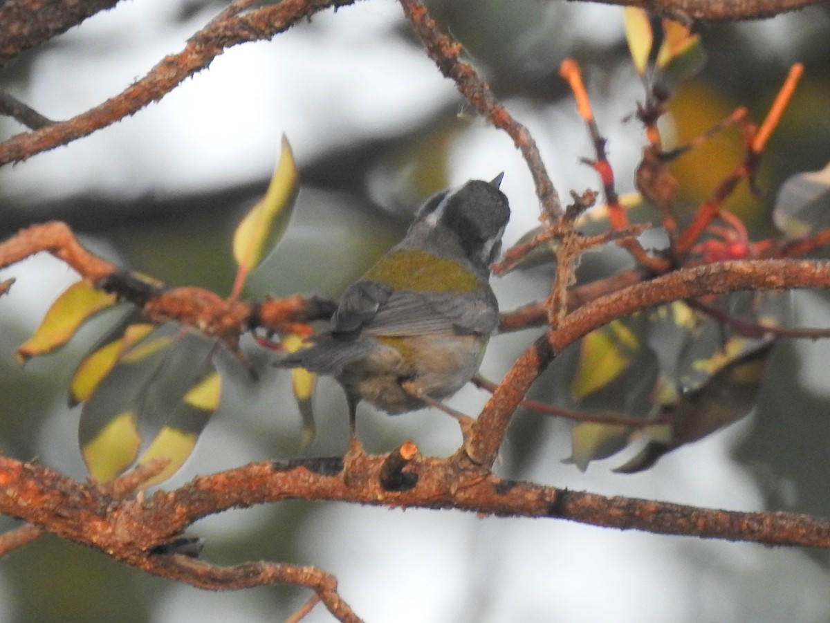 Crescent-chested Warbler - ML171889351