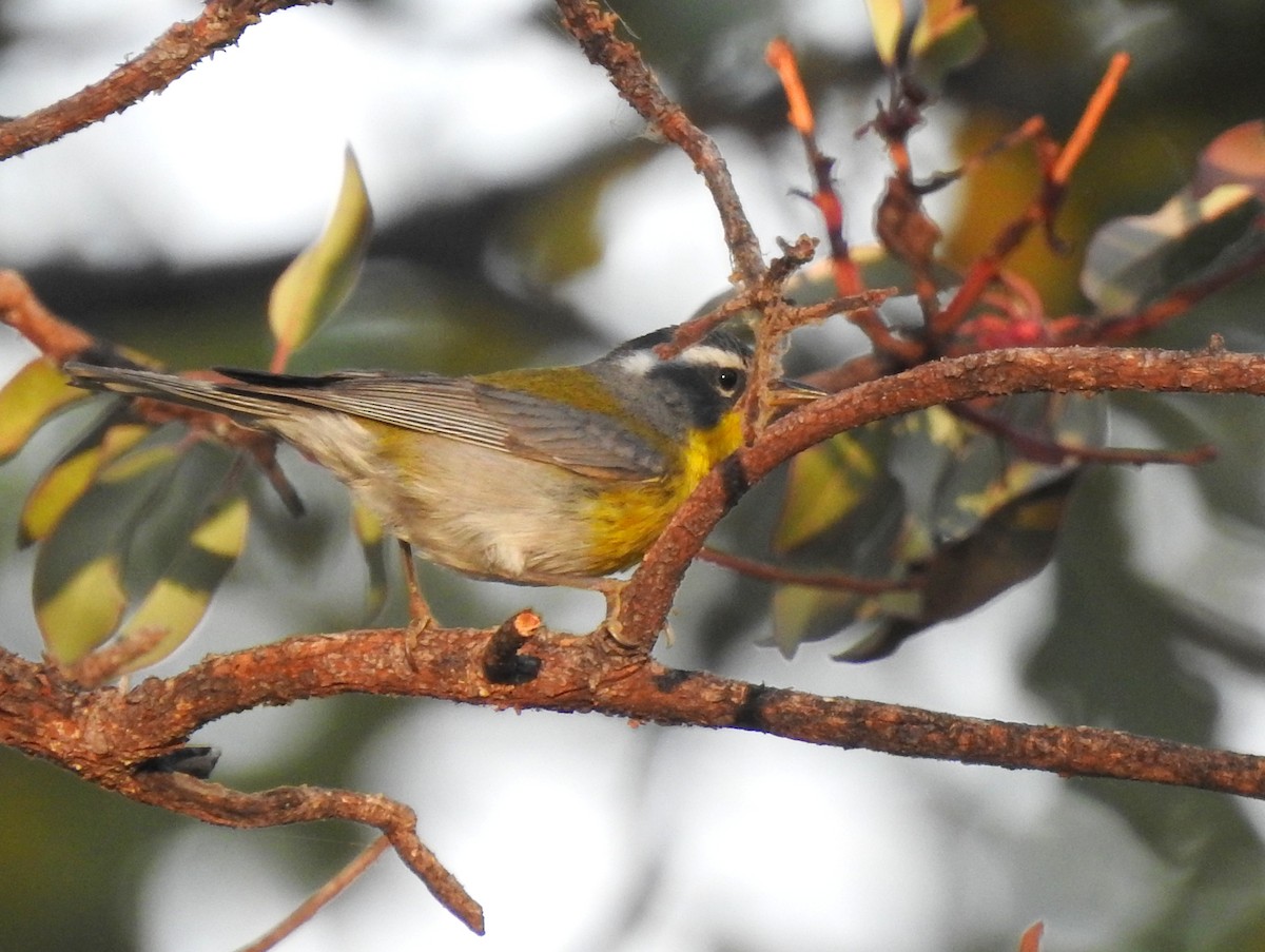 Crescent-chested Warbler - ML171889361
