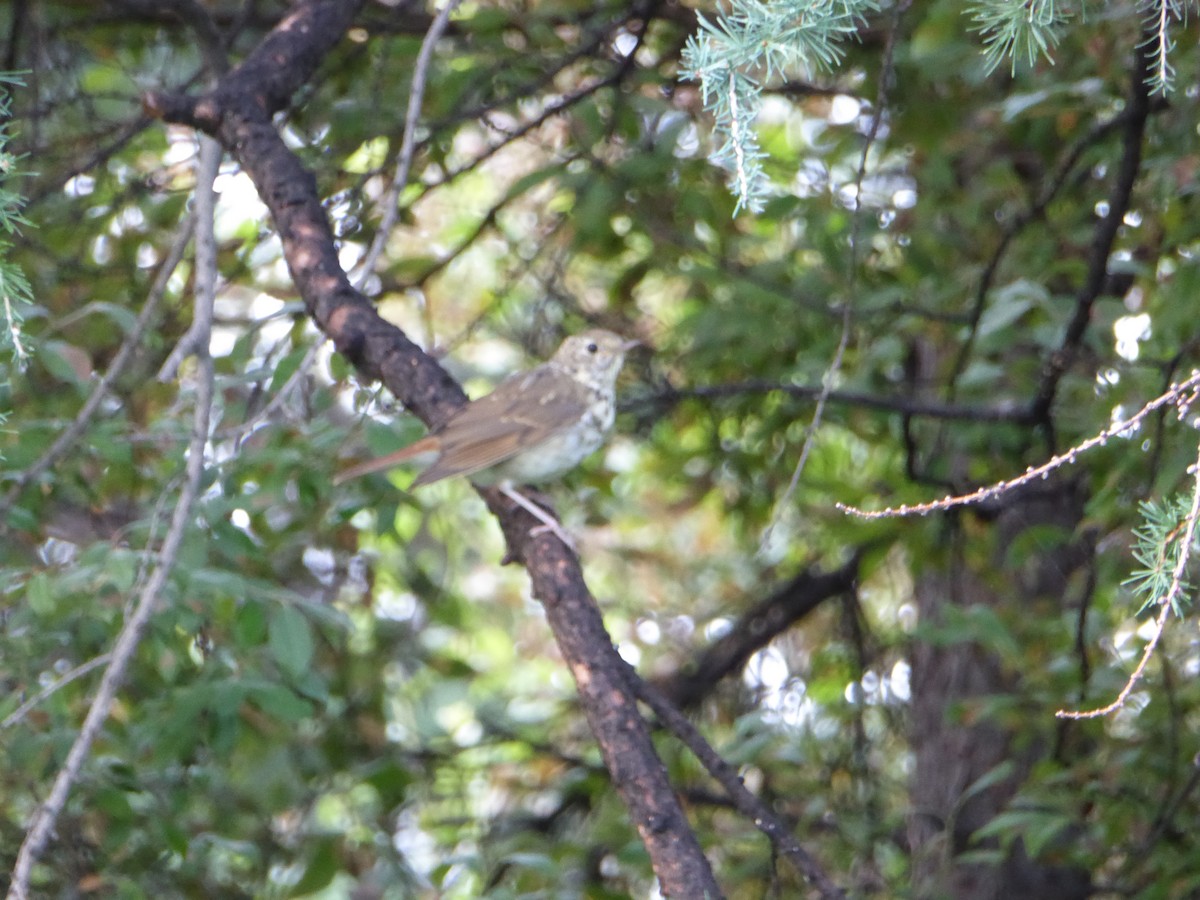 Hermit Thrush - ML171889411