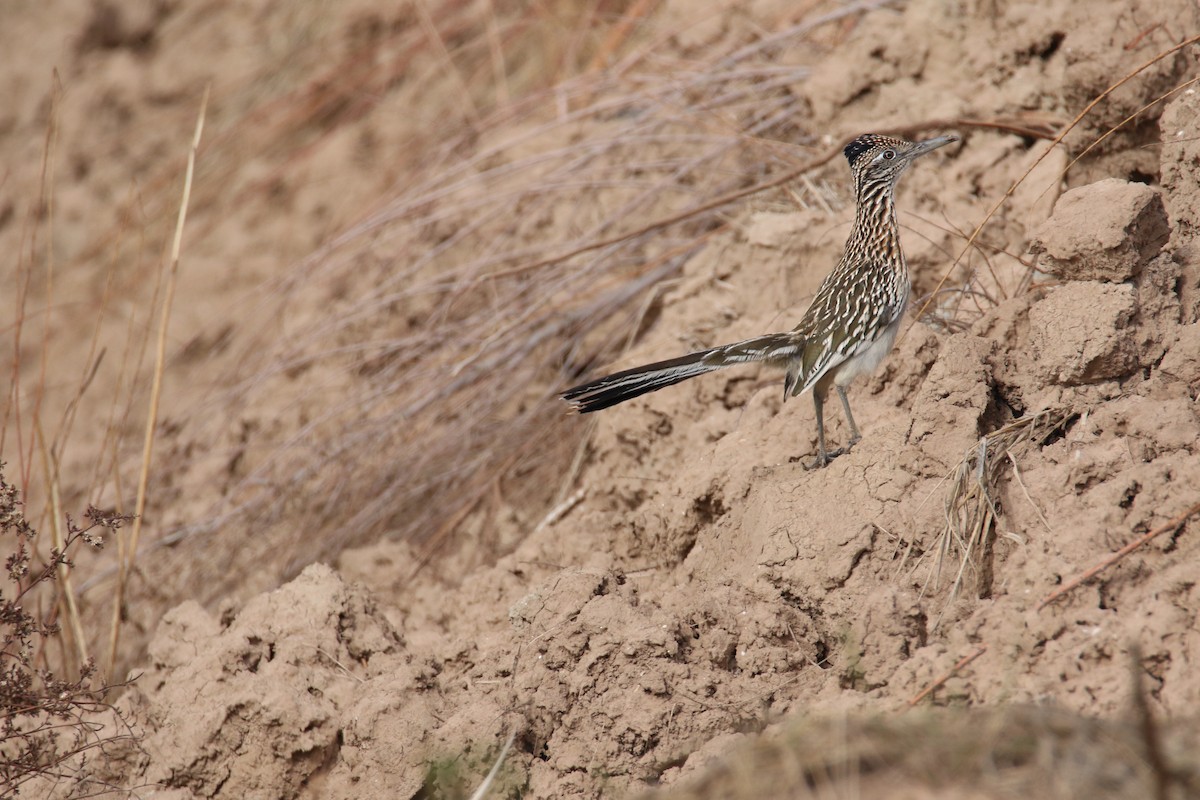 Greater Roadrunner - Diane Eubanks