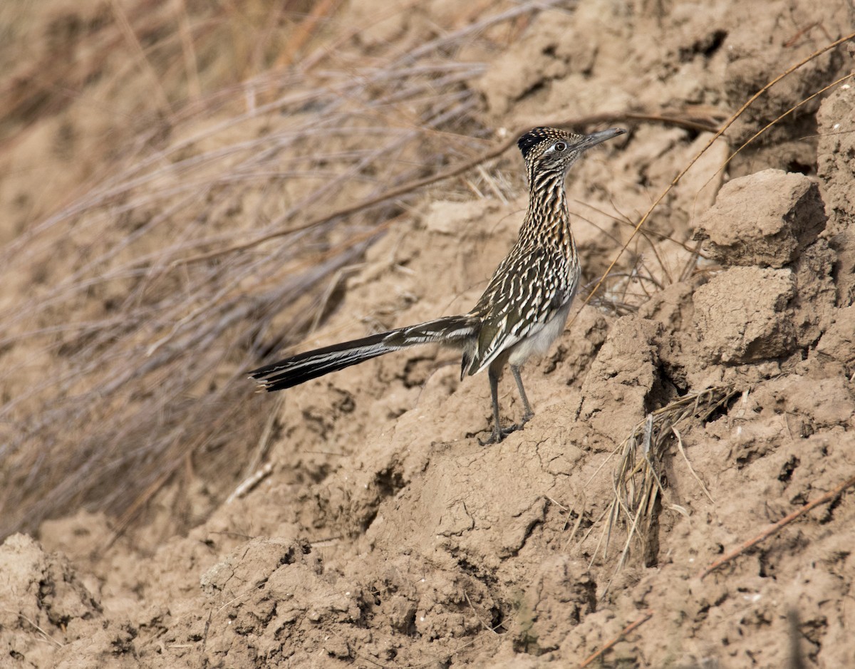 Greater Roadrunner - Diane Eubanks