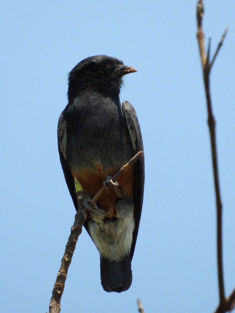 Swallow-winged Puffbird - ML171894041