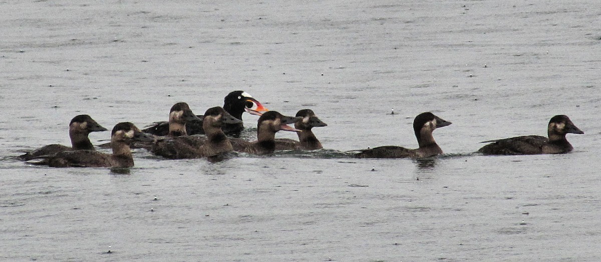 Surf Scoter - Martha Keller