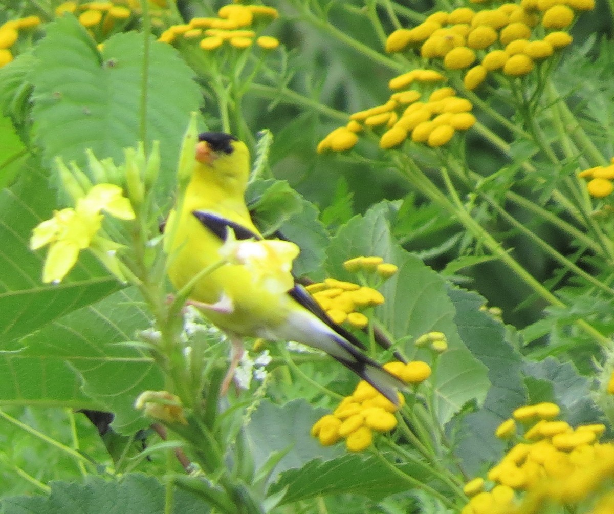 American Goldfinch - Jerry Smith