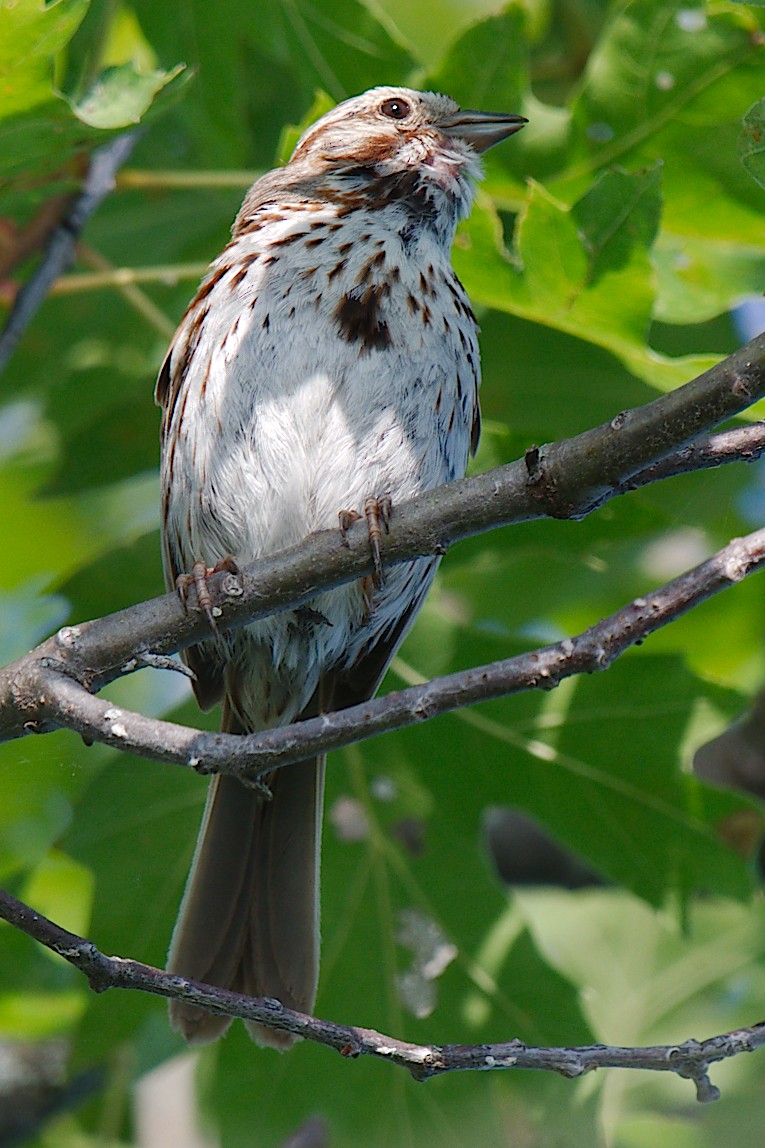 Song Sparrow - George Ross