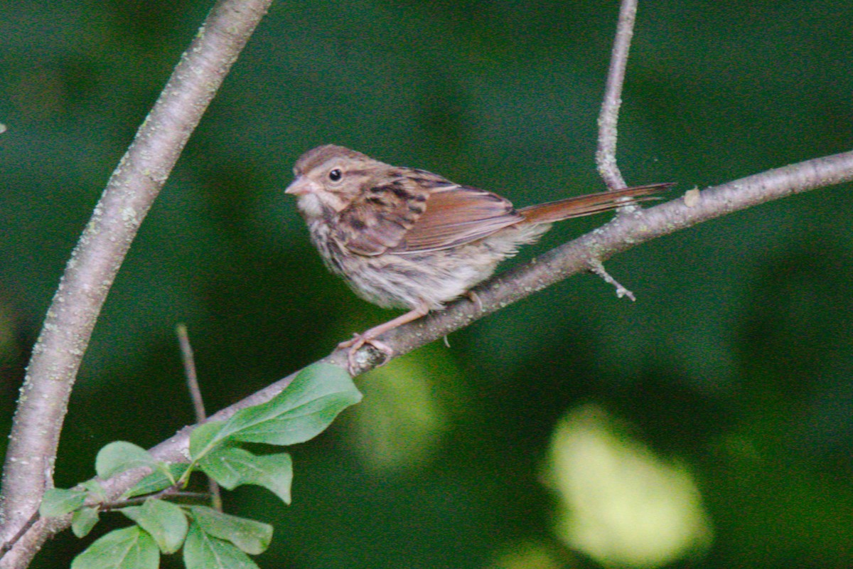 Song Sparrow - George Ross