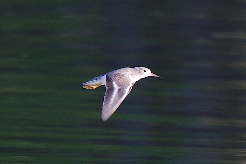 Spotted Sandpiper - George Ross