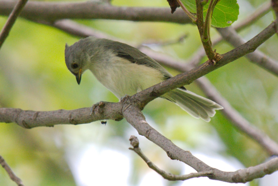 Tufted Titmouse - George Ross