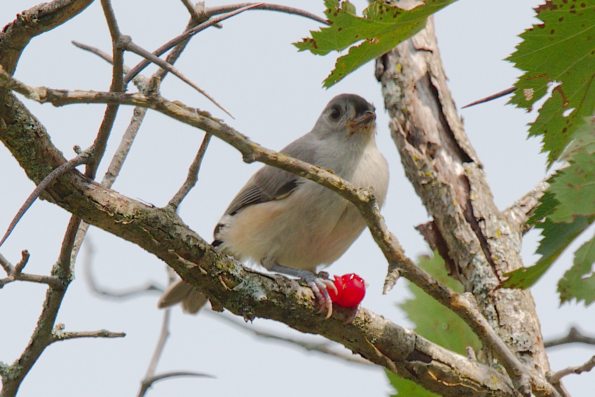 Tufted Titmouse - George Ross