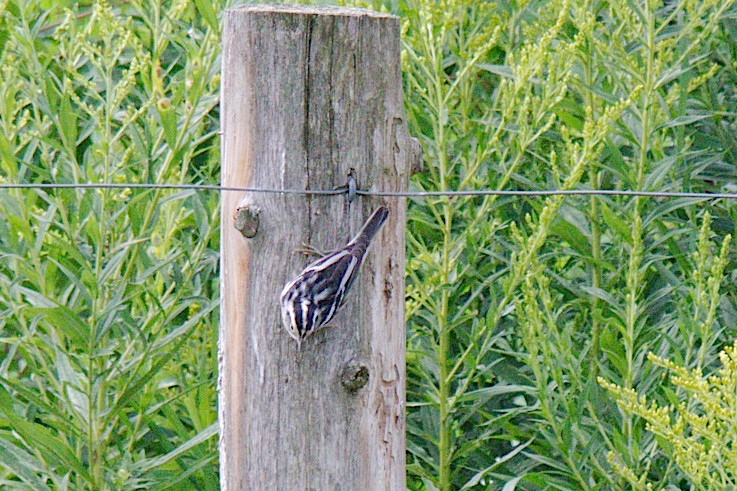 Black-and-white Warbler - George Ross