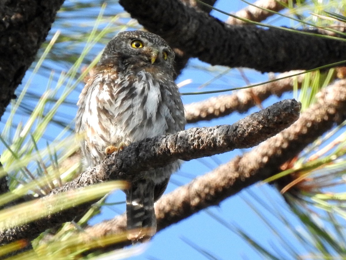 Northern Pygmy-Owl (Mountain) - ML171898751