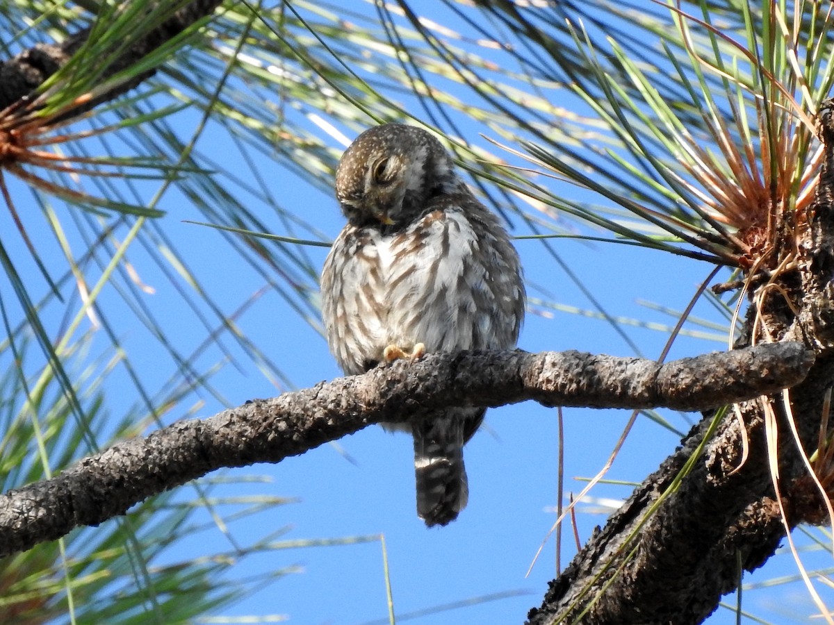 Northern Pygmy-Owl (Mountain) - ML171898781