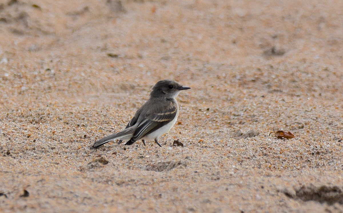 Eastern Phoebe - ML171898801