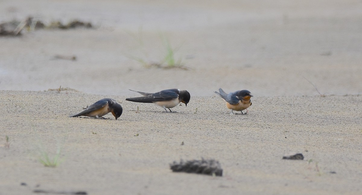 Barn Swallow - ML171899061