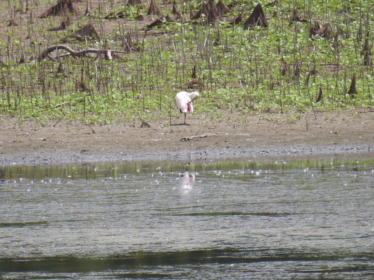 Roseate Spoonbill - ML171899571