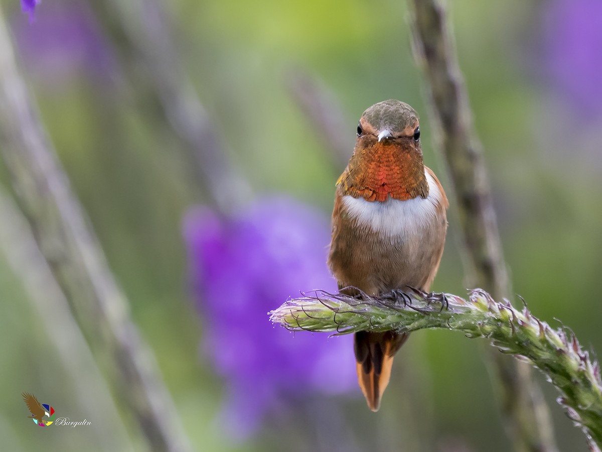 Scintillant Hummingbird - fernando Burgalin Sequeria