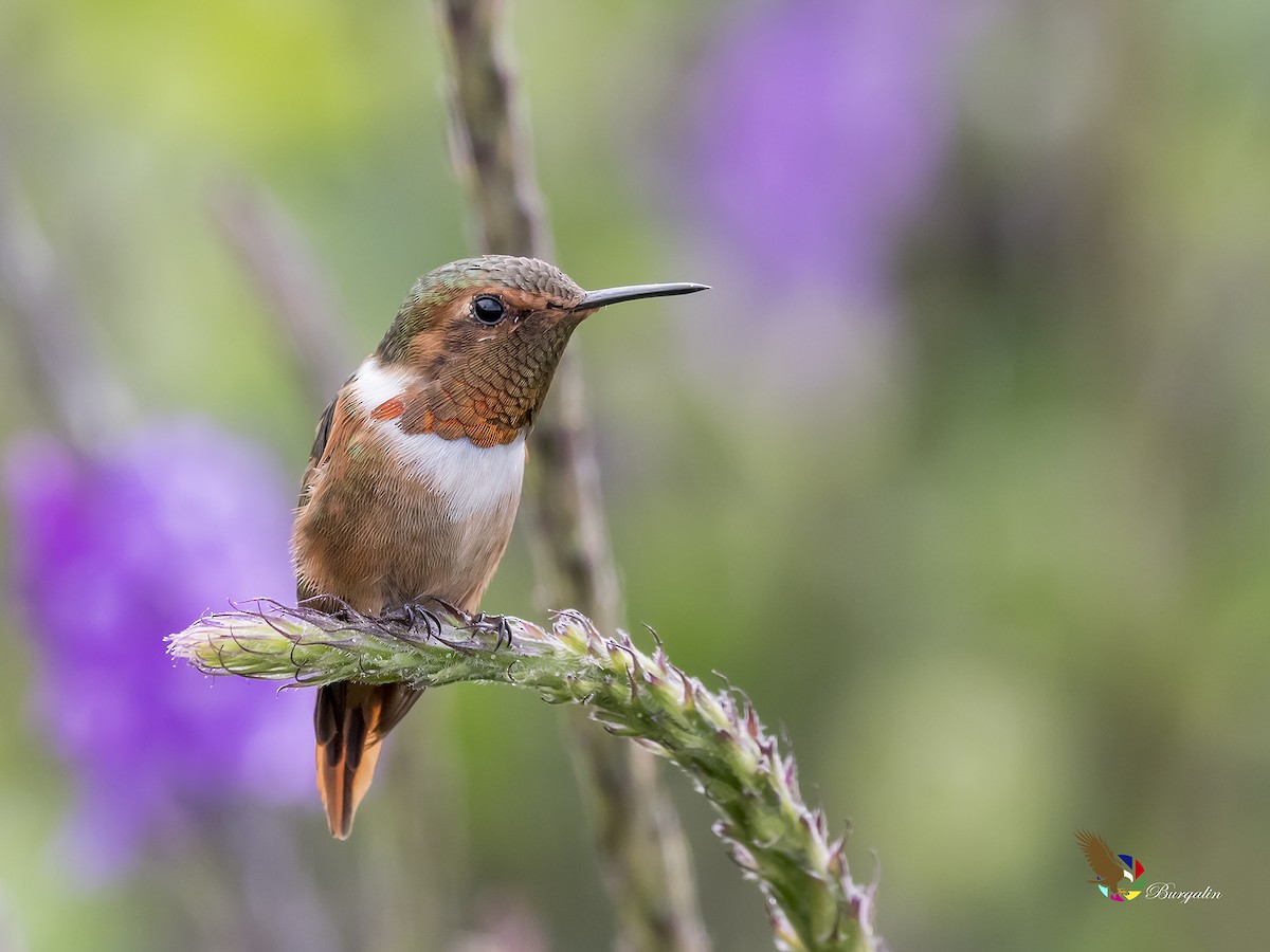 Scintillant Hummingbird - ML171900291