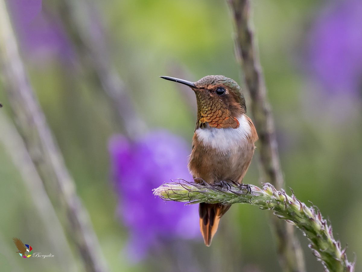 Scintillant Hummingbird - Fernando Burgalin Sequeria