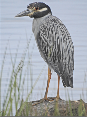 Yellow-crowned Night Heron - ML171900651