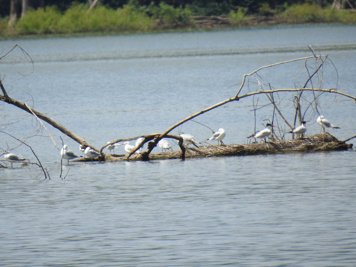 Caspian Tern - James Holsinger