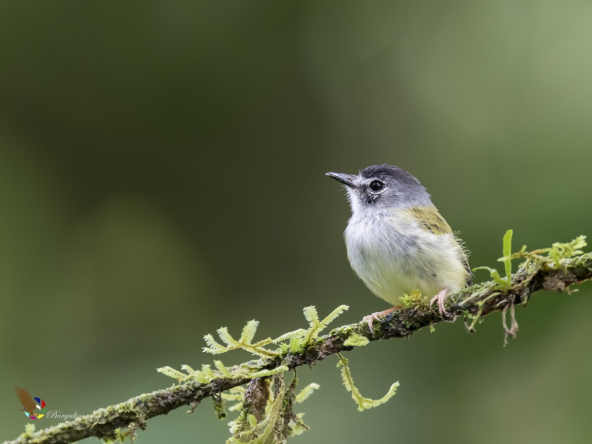 Black-capped Pygmy-Tyrant - fernando Burgalin Sequeria