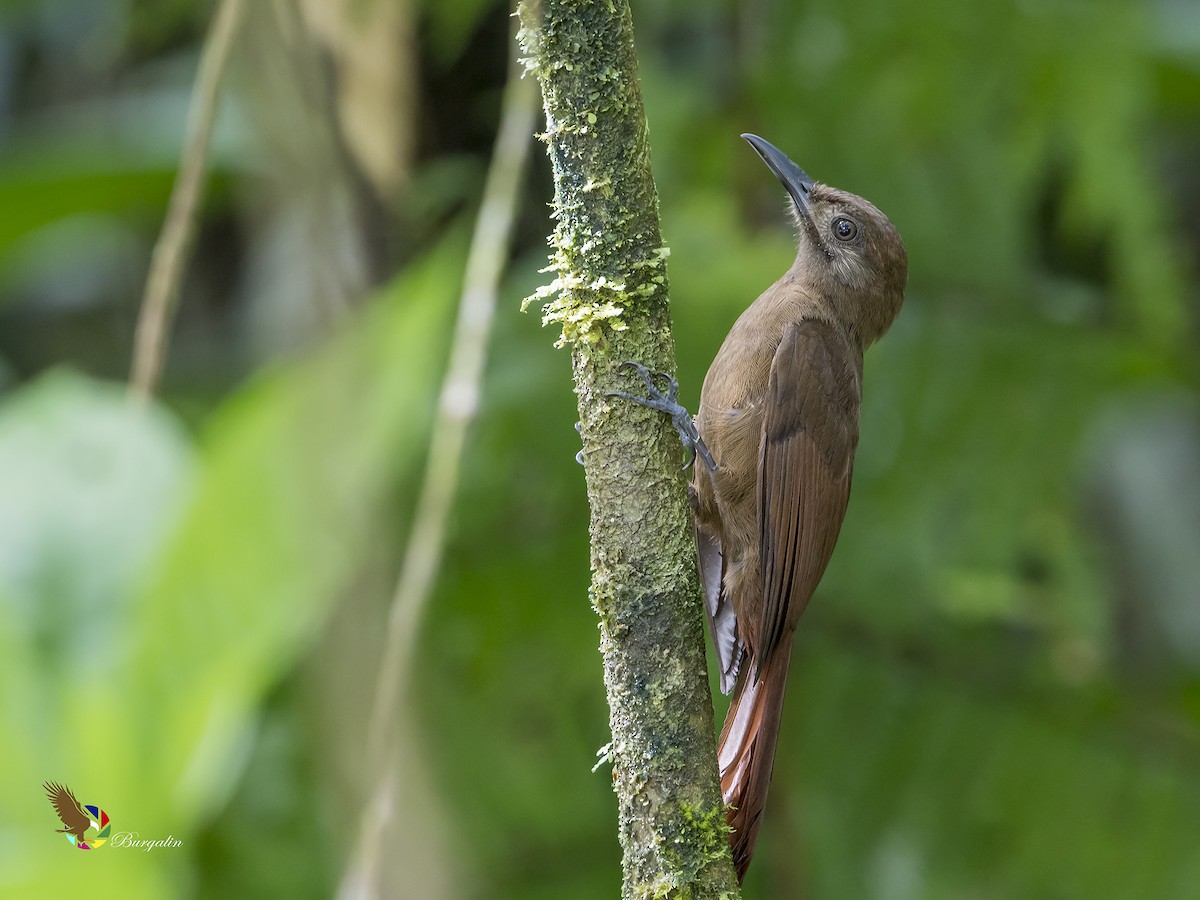 Plain-brown Woodcreeper - ML171901241